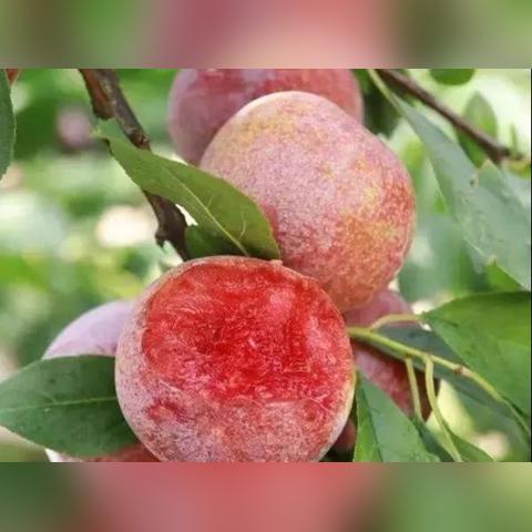 (四季物语 季节传说)探讨季节物语的深层含义及其在文学和文化中的重要性 (四季物语 季节传说)探讨季节物语的深层含义及其在文学和文化中的重要性